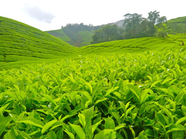 Tea Fields
